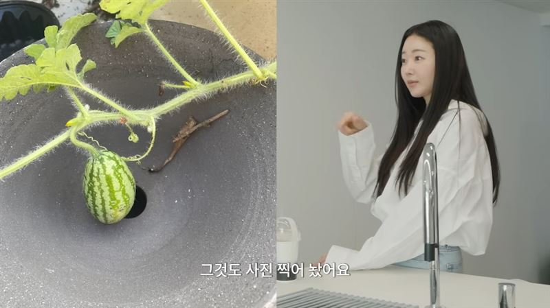 在影片中金莎朗也分享她在陽台隨手埋下的番茄與西瓜種子，竟然真的成功長出果實。（圖／翻攝自youtube @김사랑sa rang）