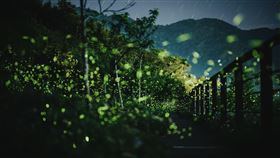 連假必衝！瑞里螢火蟲季搶先登場「茶壺民宿」在地餐、高山咖啡飄香（業配勿用）