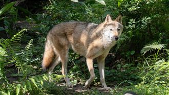 「蘿拉」驚傳病逝「高齡+心臟病」撐不住