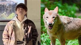 北市立動物園灰狼「蘿拉」病逝，過去遭資深員工蘿拉詐財上千萬的網紅蔡阿嘎，也在社群發哀悼「R.I.P.。」（圖／翻攝自蔡阿嘎Threads、北市立動物園提供）