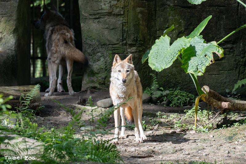 臺北動物園溫帶動物區灰狼「蘿拉」驚傳病逝，得年17歲。（圖／臺北市立動物園提供）