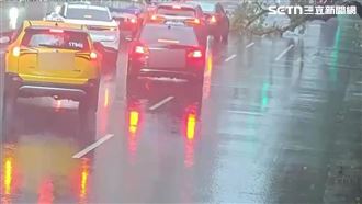 路樹倒塌轎車急煞　小黃閃避不及追撞釀禍