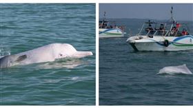 多艘快艇逼近中華白海豚，形成包圍態勢引發生態疑慮。（圖／翻攝自成都商報）