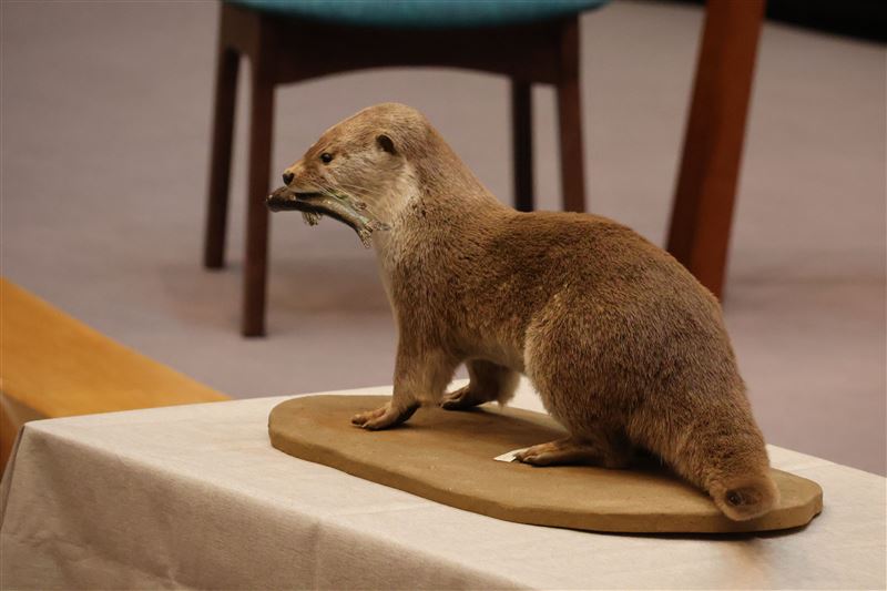 今日首映會特別展示科博館蒐藏的水獺標本。（圖／國立自然科學博物館提供）