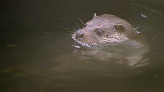 《戰地阿特》科博館首映！戰地變生命棲地
