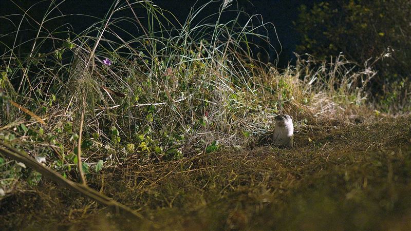 《戰地阿特》由三立電視生態紀錄片品牌SET Wildlife製作，團隊長期投入野生動物與棲地保育影像紀錄，透過深入觀察記錄自然環境變遷，持續將臺灣的生態故事推向國際。（圖／三立電視）
