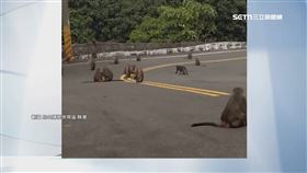 獨家／烏山獼猴保護區「遭開槍」　獼猴眼瞎志工心疼