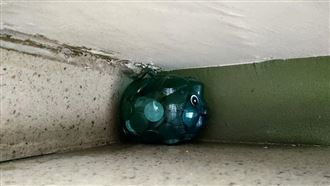 陳佩琪質疑三隻小豬活動　殺豬志工打臉了