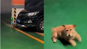 流浪狗小黃在新職場停車場驚喜現身，見到餵養人後激動地原地轉圈。（圖／翻攝自YT）