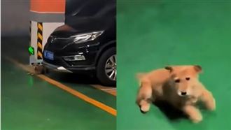 男子臨時換工作地點　牠跨區尋覓終於相遇