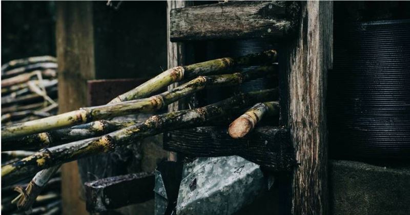 清明節將至，民間流傳「清明蔗，毒過蛇」的說法再度引發關注。（示意圖／Pexels）