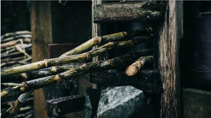 清明蔗毒過蛇？醫證實「這毒素」有夠恐怖