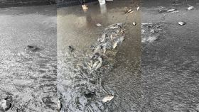 苗栗市新庄街一帶出現淹水，水溝蓋上驚見成群吳郭魚。（圖／翻攝苗栗大小事）