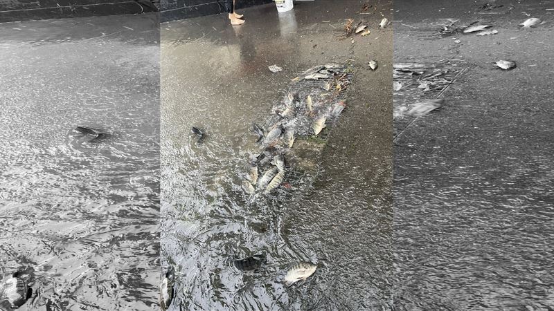 苗栗多處淹水！排水孔驚見「整群吳郭魚」