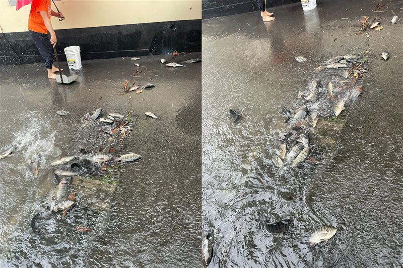 苗栗市新庄街一帶出現淹水,水溝蓋上驚見成群吳郭魚。(圖/翻攝苗栗大小事)