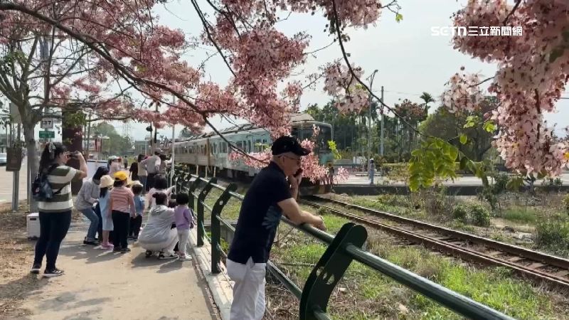 彰化二水的花旗木花海，成了近期熱門賞花景點之一