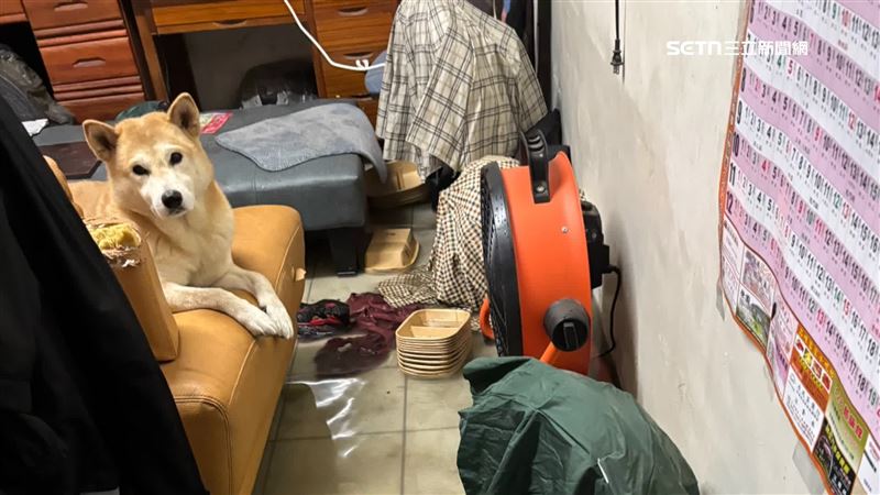 苗栗縣公館鄉玉泉村也因地勢低窪、排水不良，導致民宅淹水，小狗趴在沙發上不敢下來