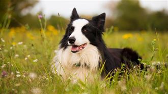 主人墜崖重傷！紐西蘭忠犬苦守一週獲救