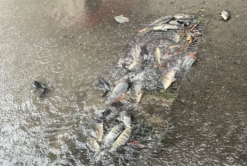 吳郭魚塞住排水孔，導致積水難退，在地人稱這輩子沒看過。（圖／翻攝自臉書＠苗栗大小事）