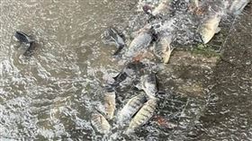 苗栗市新庄街因強降雨導致排水溝溢堤，大量吳郭魚被沖上街道，塞住排水孔，導致積水難退。（圖／翻攝自臉書＠苗栗大小事）
