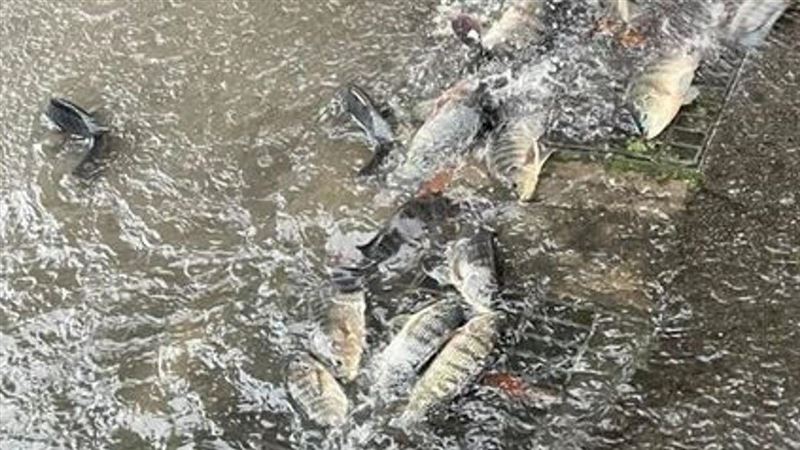 苗栗大淹水竟是「牠們」搞的　奇觀引熱議