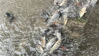 苗栗大淹水竟是「牠們」搞的　奇觀引熱議