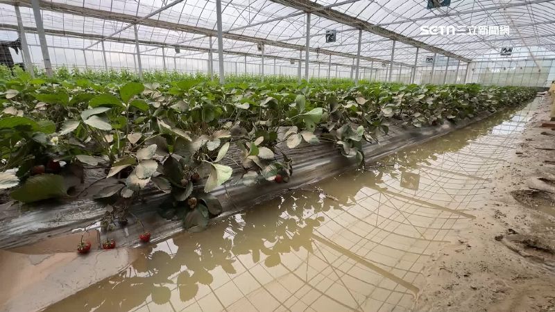 草莓園慘遭淹成草莓池