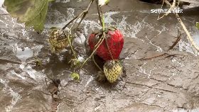 下成草莓池1800
