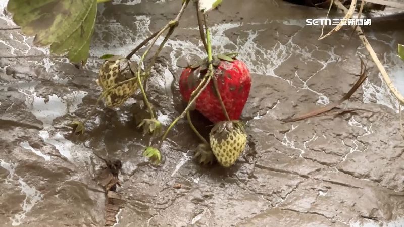 獨／苗栗街道淹成河　稻田、草莓園全泡湯