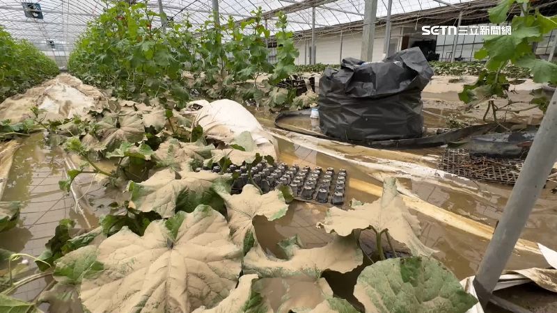 哈密瓜也都泡爛