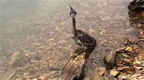 大陸1名戶外運動部落客近日在浙江省千島湖解救了1隻受困水鳥，經專家鑑定後確認為海南鳽。（圖／翻攝自微博）