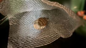 確認手榴彈為1：1仿真品。（圖／翻攝畫面）