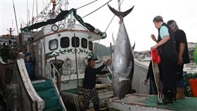 2025全國第一鮪蘇澳拍賣  總價逾166萬元蘇澳籍漁船「全昌隆168號」日前捕獲1尾重216公斤黑鮪魚，經鑑定是「全國第一鮪」，10日以每公斤新台幣7700元售出，總價逾166萬元。（蘇澳區漁會提供）中央社記者沈如峰宜蘭縣傳真 114年4月10日