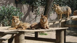 12生肖本週運勢　牛事業冠軍、豬財運最旺