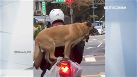 驚險直擊！3犬擠機車　大型米克斯「站立後座」