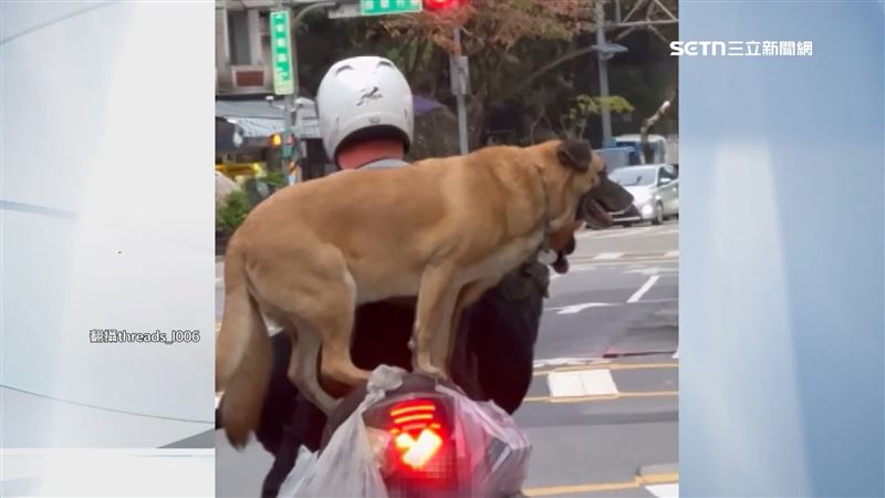 驚險直擊!3犬擠機車 大型米克斯站後座