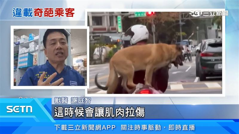 獸醫謝庭智表示大型犬為了平衡，會讓肌肉拉傷跟關節受損