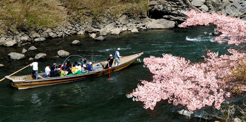 日本京都嵐山賞櫻遊船。（圖／飯店旅宿業者提供）
