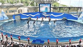 花蓮遠雄海洋公園海豚表演秀「跳浪奇緣」昨天（6日）正式落幕，2024年發布「動物展演管理辦法」，海洋公園鯨豚展演許可今年到期，園方未再提出延長申請，未來將轉型成海豚救援基地，以全新面貌迎接遊客。（圖／園方提供）