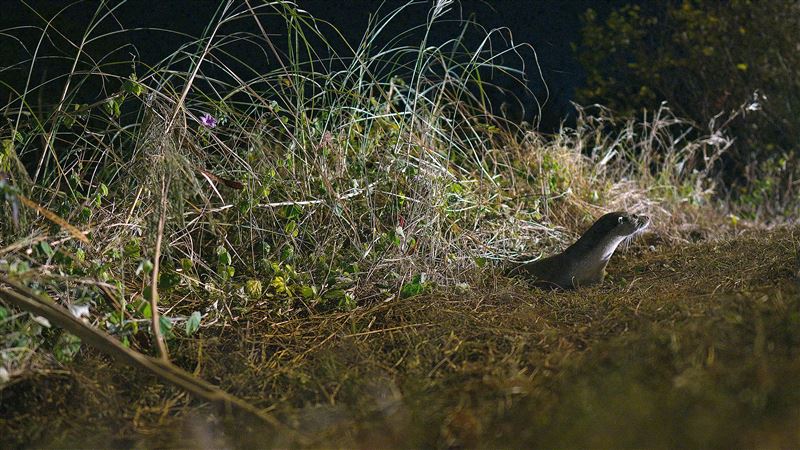 歐亞水獺主要棲息於湖泊、池塘與河流等淡水環境，然而隨著棲地破壞與環境污染，族群已在台灣本島消失蹤跡，目前僅存金門還可以看到牠們的蹤跡。（圖／三立永續辦公室提供）