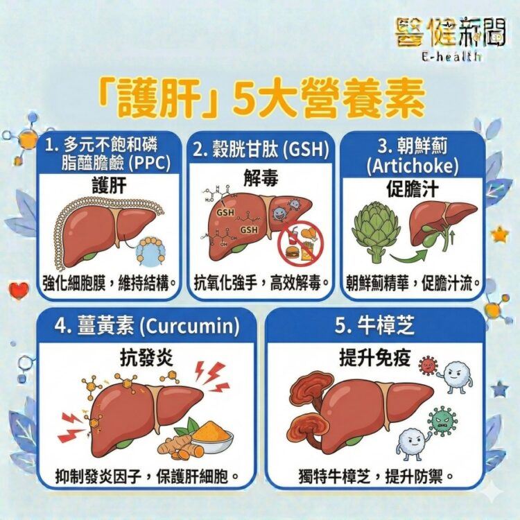 脂肪肝可以好嗎？營養師揭護肝「5大」營養素。（圖／醫健新聞網提供）