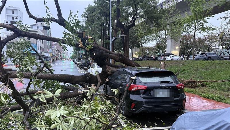新/台中雨下不停!爛根路樹應聲倒壓毀車