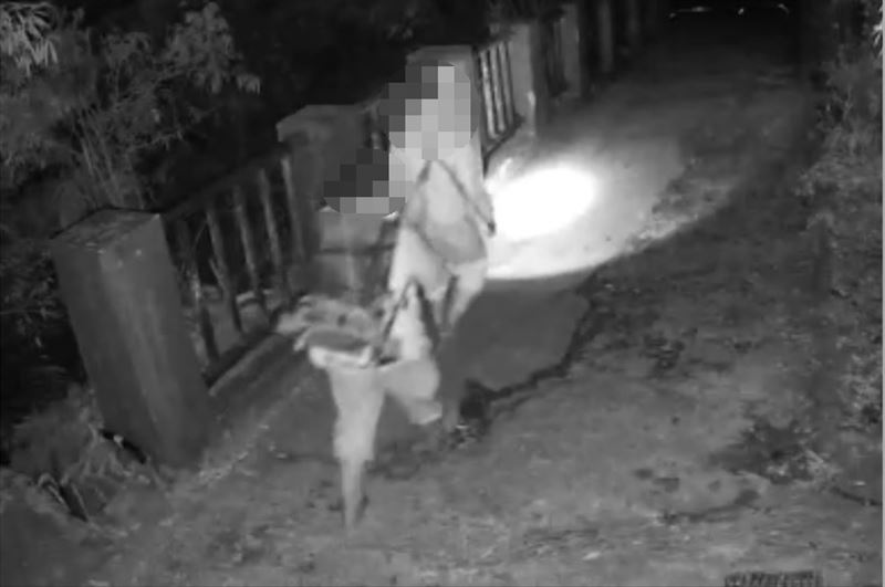 山老鼠盜伐集團深夜闖入大雪山林道，盜伐珍貴的台灣扁柏。(圖／翻攝畫面)