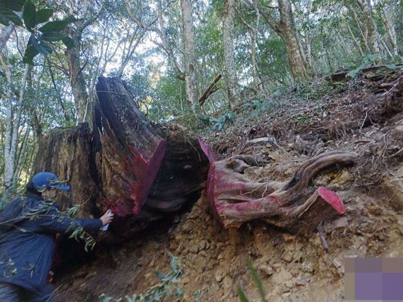 檢警清查，山老鼠盜伐的台灣扁柏重達3.8公噸。(圖／翻攝畫面)
