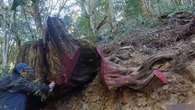 苗栗，吳嫌，山老鼠，深夜盜伐，台灣扁柏，拒捕衝撞員警，3嫌聲押獲准(圖／翻攝畫面)