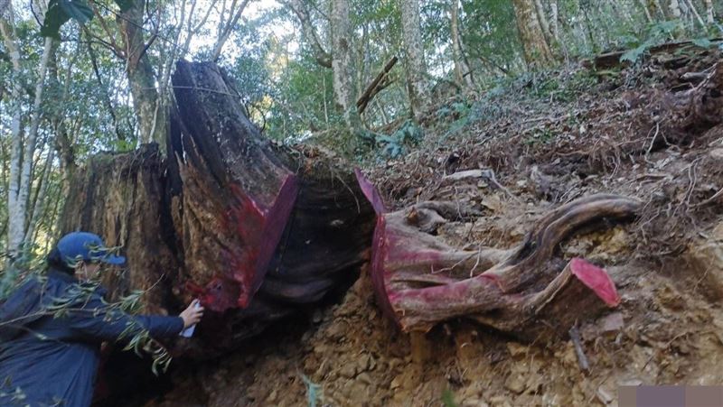 山老鼠摸黑盜伐扁柏3.8噸 拒捕惡意撞警