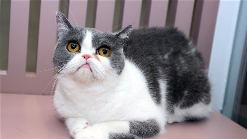 上萬元自動貓砂盆故障　愛貓卡12小時慘死