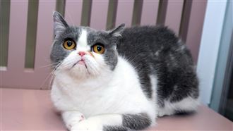 上萬元自動貓砂盆故障　愛貓卡12小時慘死