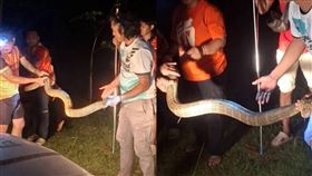 一條4公尺眼鏡王蛇闖入泰國民宅，屋主嚇得奪門而出。（圖／翻攝自臉書／TNews-ทีนิวส์）