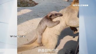 小食蟻獸命名活動！「周子蟻」奪冠